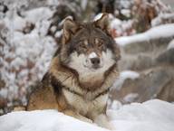 Wolf am Waldrand